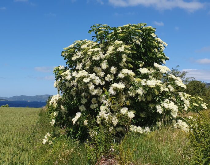 Fruktsmekk Hylleblomst + Sitron (brus) - Bilde 2