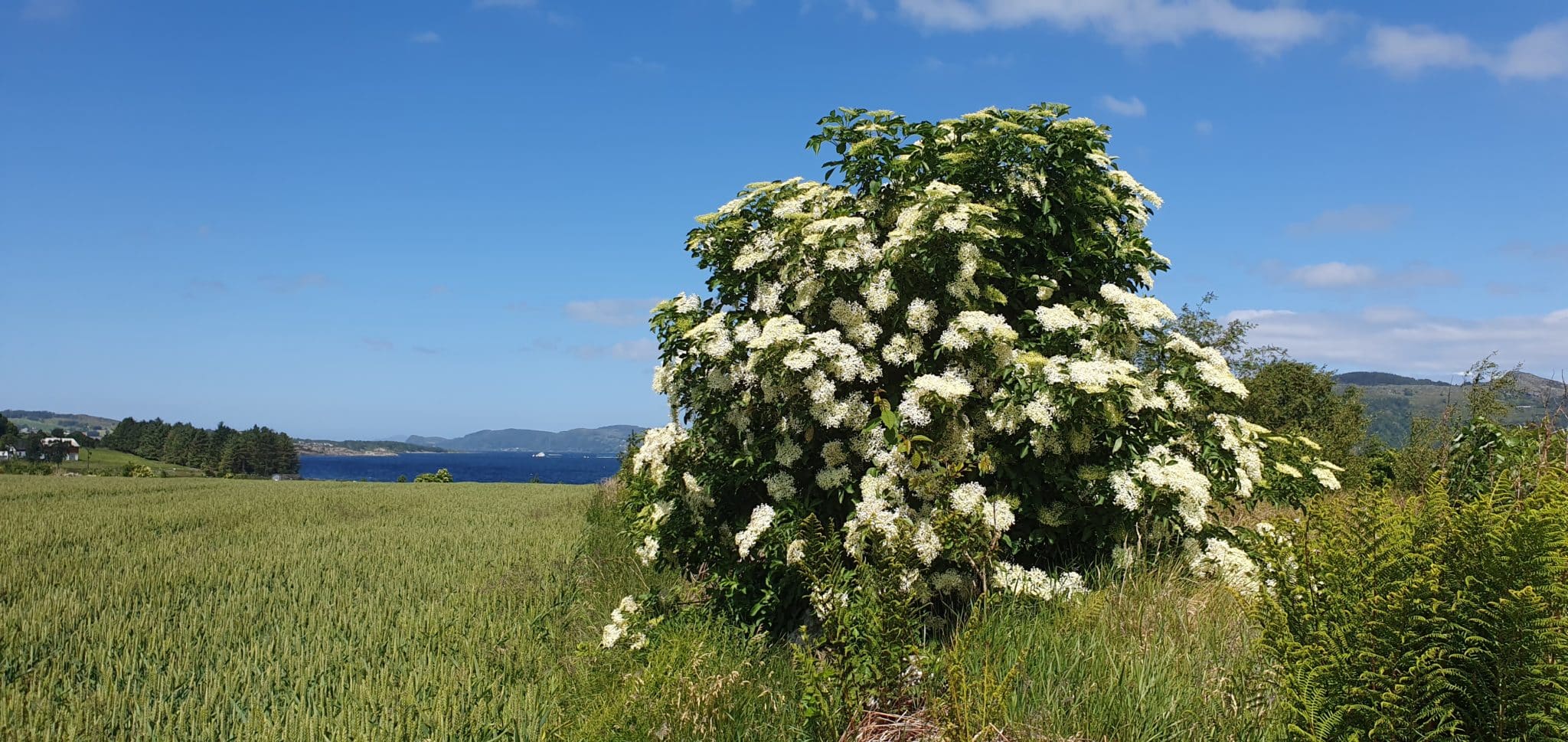 fRUKTSMEKK Hylleblomst + Sitron (brus)