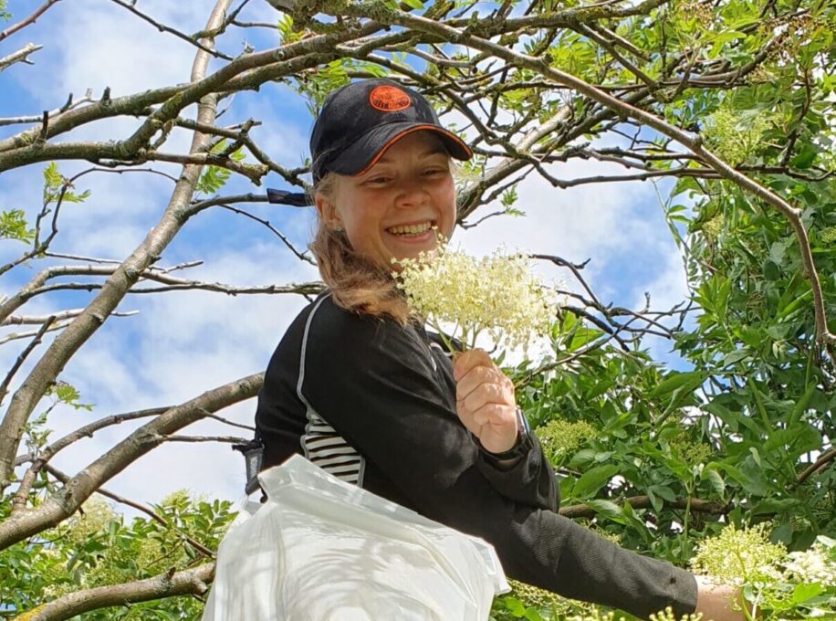 Norske hylleblomster som brukes til hylleblomstdrikk fra Safteriet